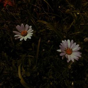 av在线观看网站免费
